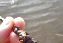 Zanęta z „kopytkiem”